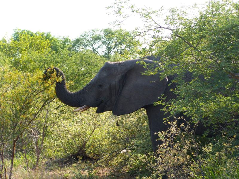 20041202053017.Afrika 0266